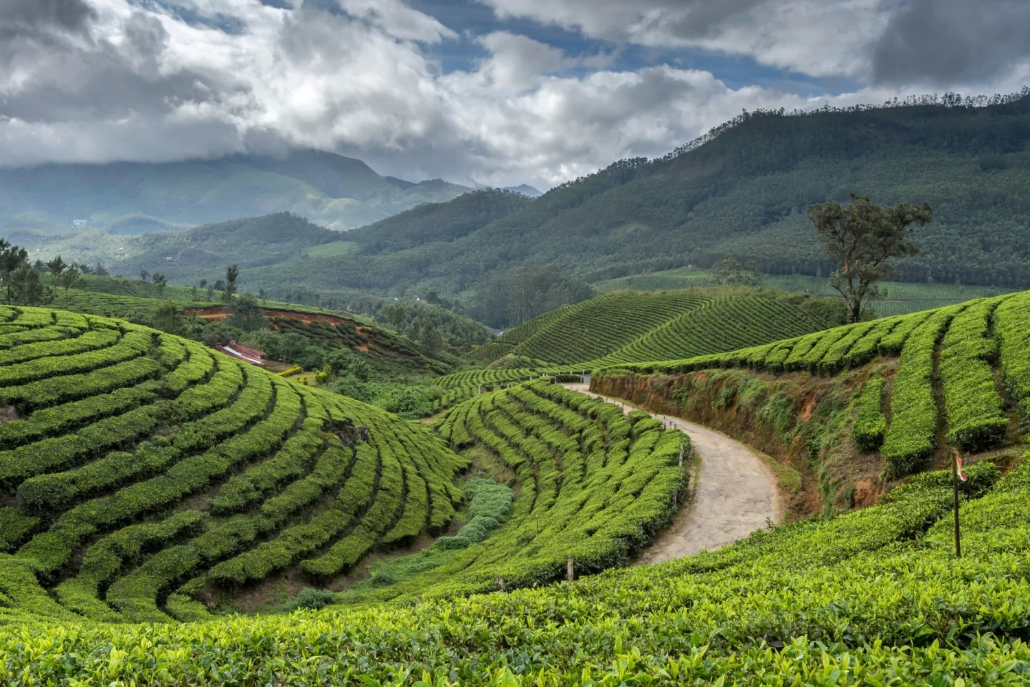 kerala-munnar