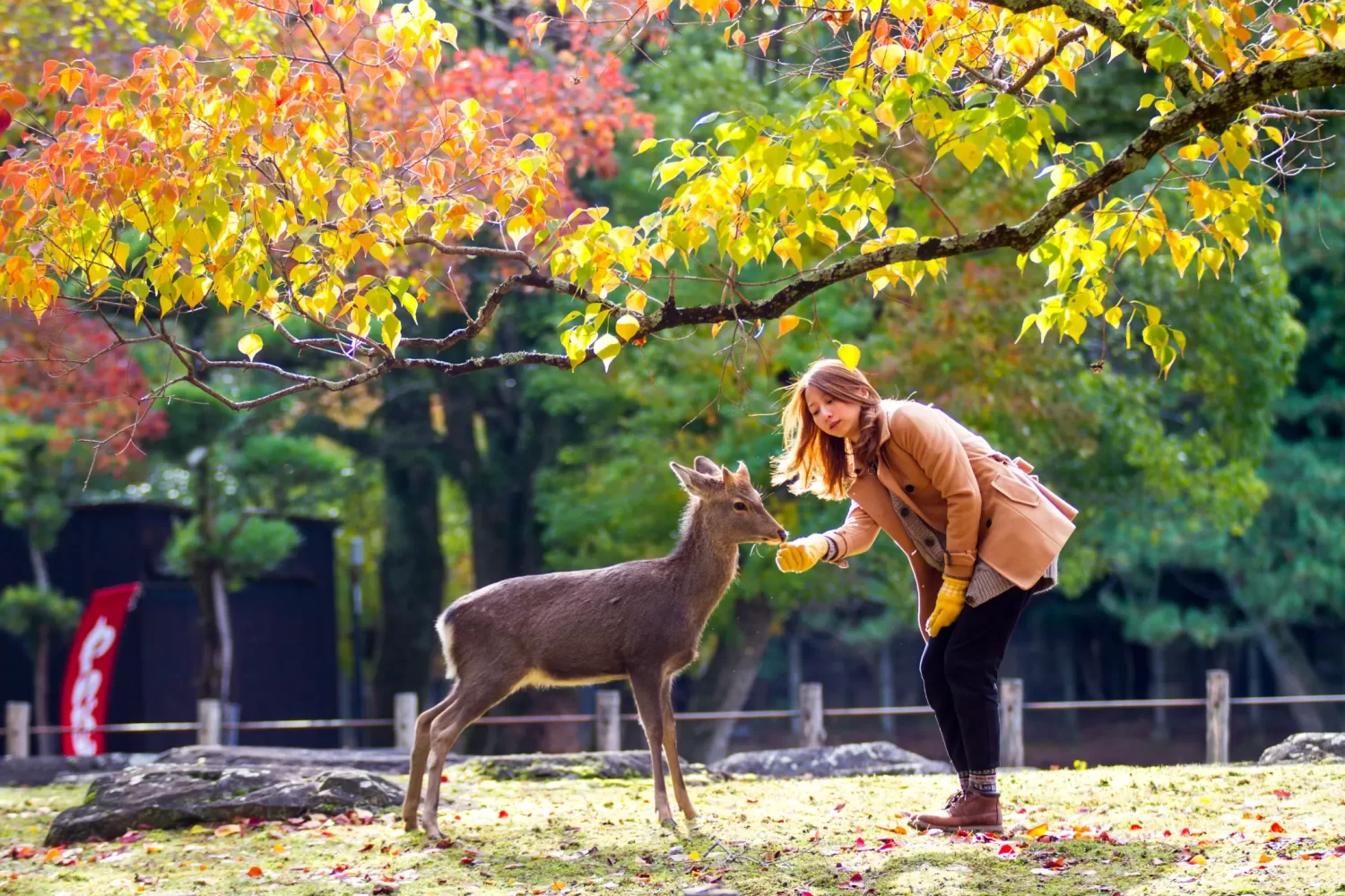 japan travel package