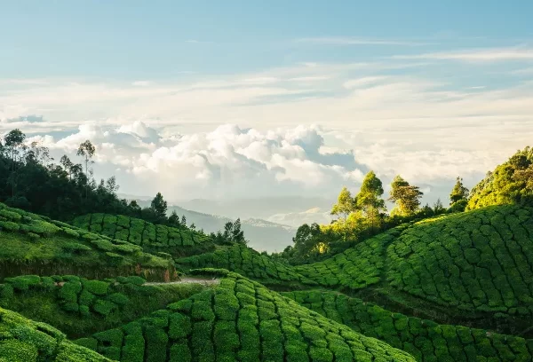 Kerala-Munnar-Tour-Package