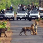 Jim-Corbett-Tour-Package
